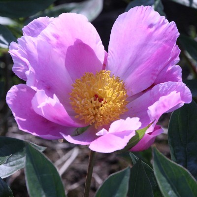(Pioen) Paeonia Nymphe
