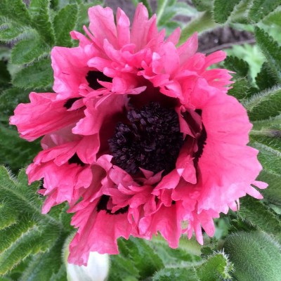 (Klaproos) Papaver orientale Pink Perfection
