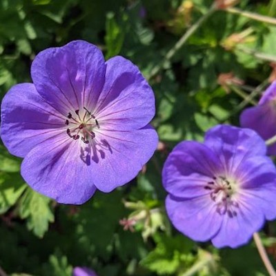 (Ooievaarsbek) Geranium Rozanne