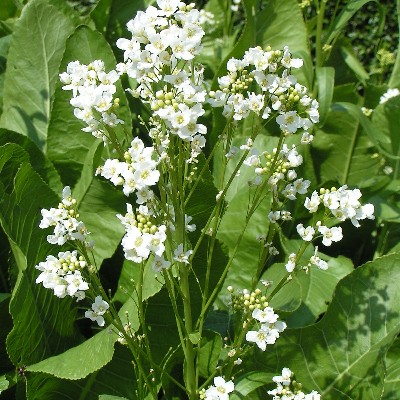 Eetbaar (Mierikswortel) Armoracia Rusticana