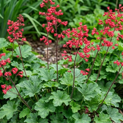 (Purperklokje) Heuchera Coral Forest
