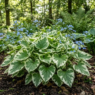 (Brunnera) Brunnera variegata