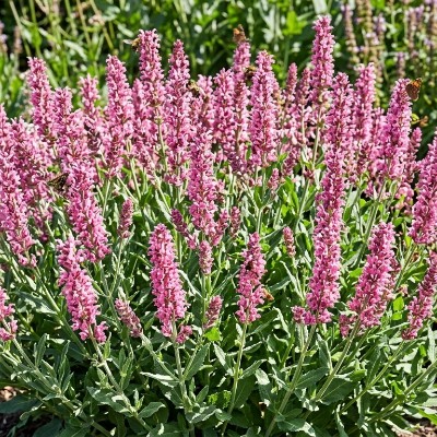 (Salie) Salvia nemorosa Plumosa