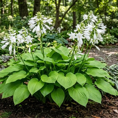 (Hartlelie) Hosta Royal Standard