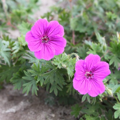 (Ooievaarsbek) Geranium Tiny Monster