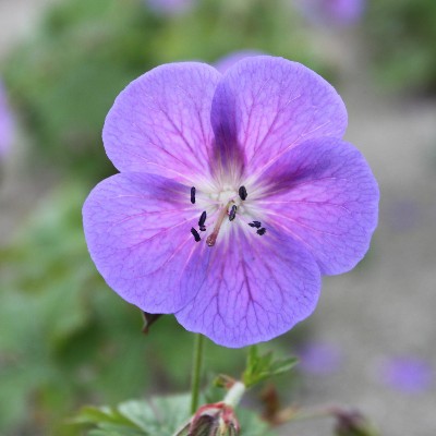 (Ooievaarsbek) Geranium himalayense