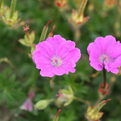 (Ooievaarsbek) Geranium sanguineum striatum Max Frei