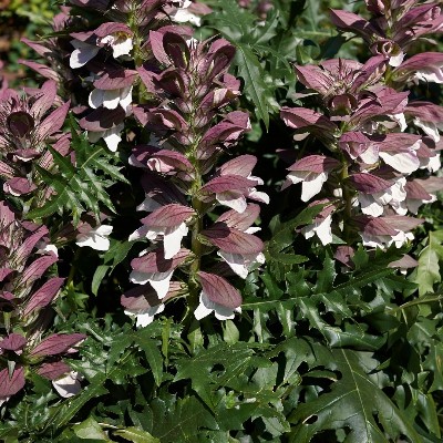 (Acanthus) Acanthus mollis