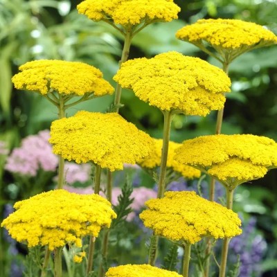 (Duizendblad) Achillea filipendulina 'Parker's Variety'