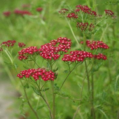 (Duizendblad) Achillea millefolium 'Cassis'