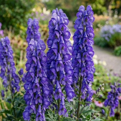 (Monnikskap) Aconitum carmichaelii 'Arendsii'