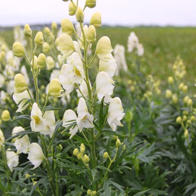 (Monnikskap) Aconitum napellus 'Album'