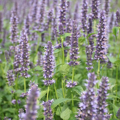 (Dropplant) Agastache 'Black Adder'