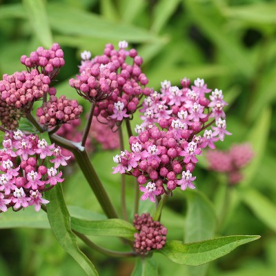 (Knolzijdeplant) Asclepias incarnata 'Cinderella'
