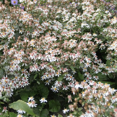 (Aster) Aster divaricatus