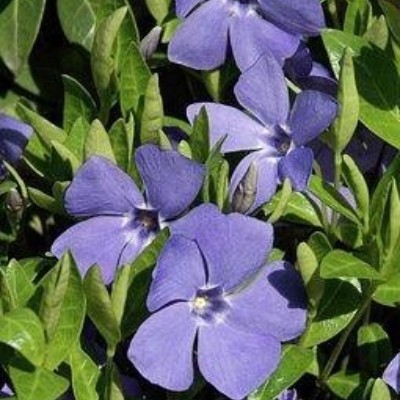100 Vinca minor en 25 Ajuga reptans Burgundy Glow 