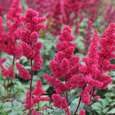 (Pluimspirea) Astilbe arendsii Fanal