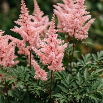 (Pluimspirea) Astilbe arendsii Sister Theresa