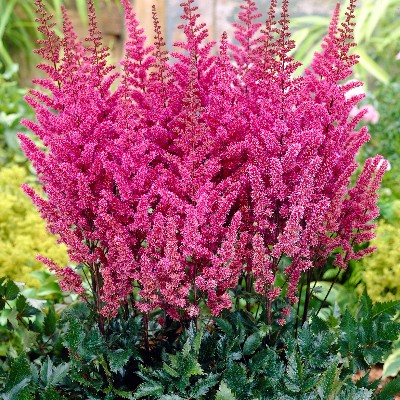 (Pluimspirea) Astilbe Maggie Daley