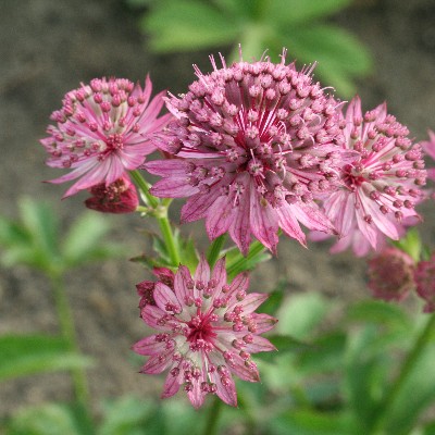 (Zeeuws Knoopje) Astrantia Rosensinfonie