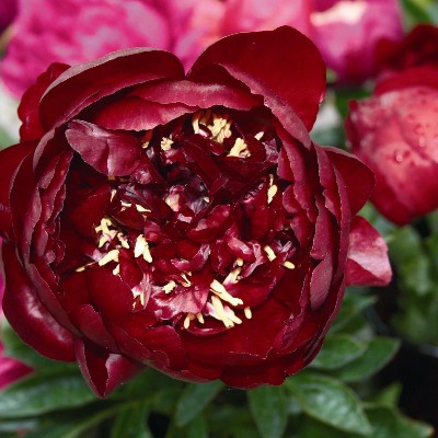 (Pioen) Paeonia Buckeye Belle