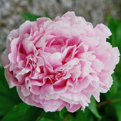 (Pioen) Paeonia Clemenceau