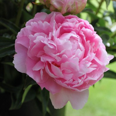 (Pioen) Paeonia Dinner Plate