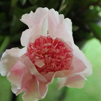 (Pioen) Paeonia Do Tell
