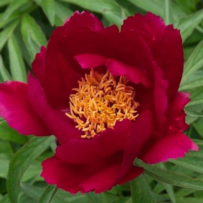 (Pioen) Paeonia Early Scout