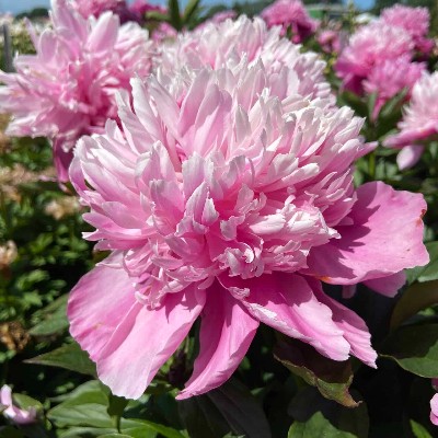 (Pioen) Paeonia Edulis Superba