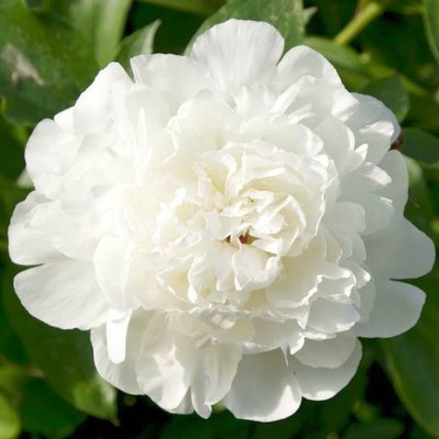 (Pioen) Paeonia Elsa Sass