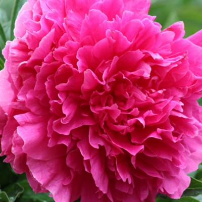 (Pioen) Paeonia Felix Crousse