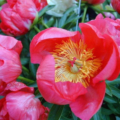 (Pioen) Paeonia Flame