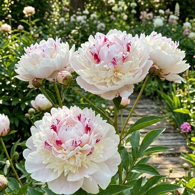 (Pioen) Paeonia Florence Nicholls