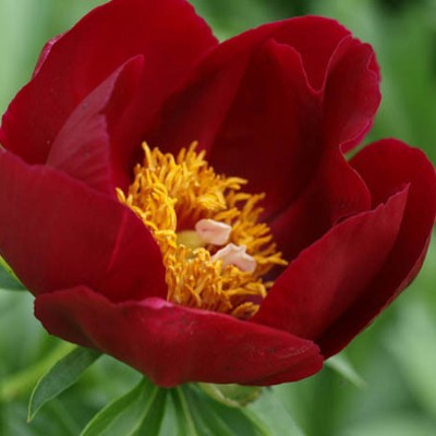 (Pioen) Paeonia Illini Warrior