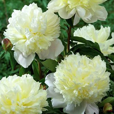 (Pioen) Paeonia Laura Dessert