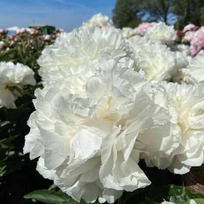 (Pioen) Paeonia My Love