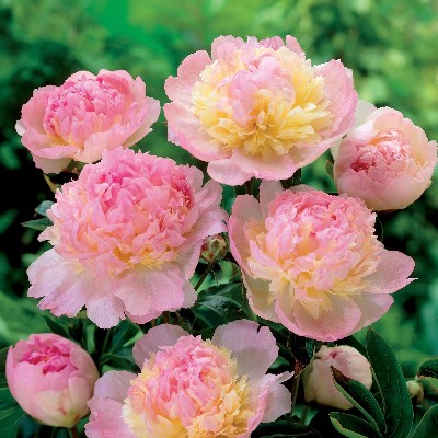 (Pioen) Paeonia Raspberry Sundae