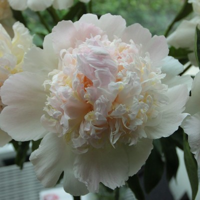 (Pioen) Paeonia Top Brass