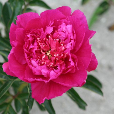 (Pioen) Paeonia Sebastiaan Maas
