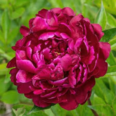 (Pioen) Paeonia William F. Turner
