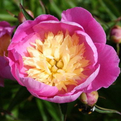 (Pioen) Paeonia Wladyslawa