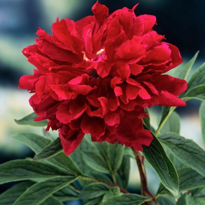 (Pioen) Paeonia Red Magic