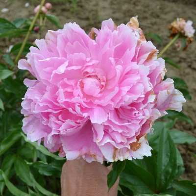 (Pioen) Paeonia Martha Bulloch