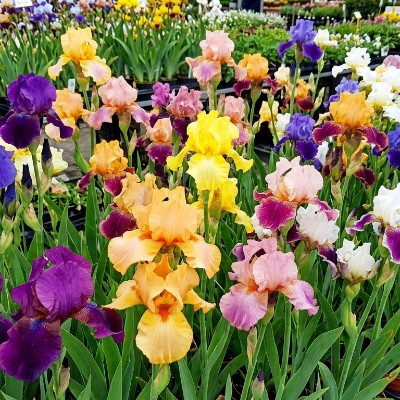 (Lis) Iris Germanica Mix van 10 stuks