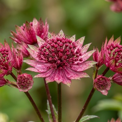 (Zeeuws Knoopje) Astrantia Ruby Cloud