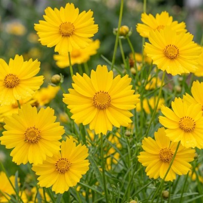 (Meisjesogen) Coreopsis grandiflora