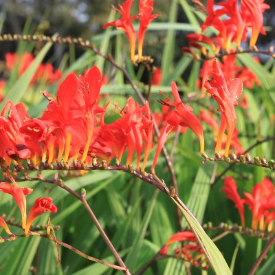 (Montbretia) Crocosmia Fire King