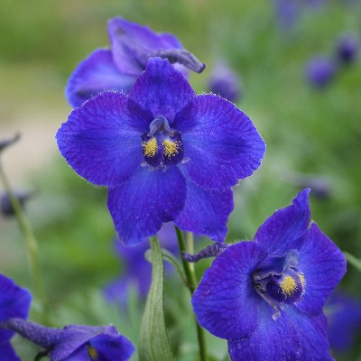 (Ridderspoor) Delphinium Atlantis