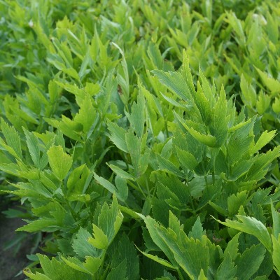 Eetbaar (Maggiplant) Levisticum officinale